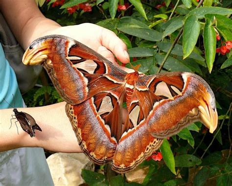 The Largest Moth in the World | Deskarati