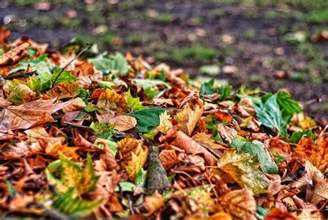 Composting Leaves: How to Achieve Fast Leaf Decay - Epic Gardening | Leaf compost, Compost, Leaf ...