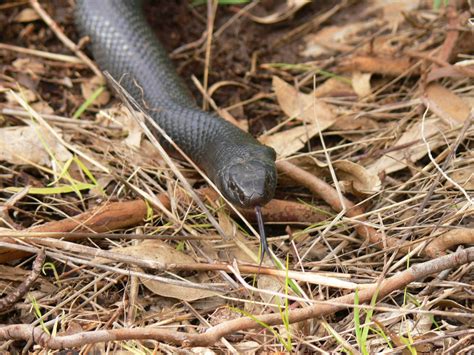 Snakes of South Australia - Andy Down Under