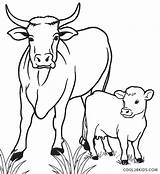Free Printable Cow Coloring Pages For Kids  Cool2bKids sketch template
