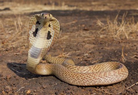 The King Cobra Snake Interesting Information & Pictures | Animals Lover