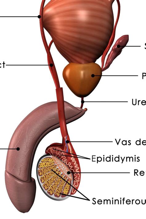 Male Human Body Organs Diagram Prostate