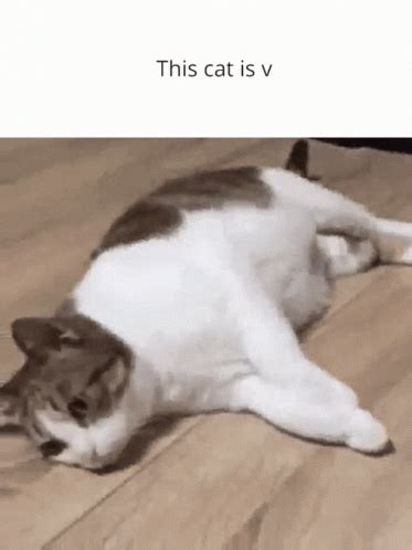 Cat Fall GIF - Cat Fall This Cat - Discover & Share GIFs