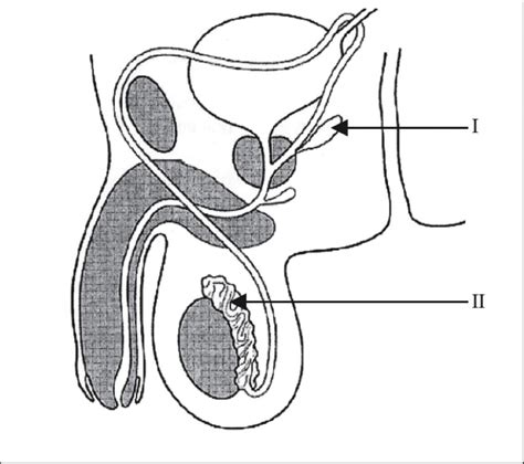 Female Reproductive System Drawing at GetDrawings | Free download