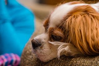 Cavalier King Charles | Cavalier King Charles puppy | Flickr