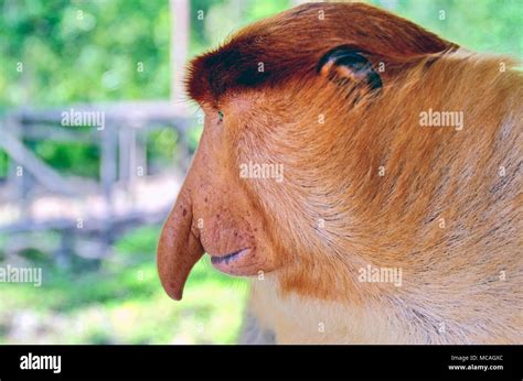 Proboscis monkeys endemic of Borneo island in Malaysia Stock Photo - Alamy