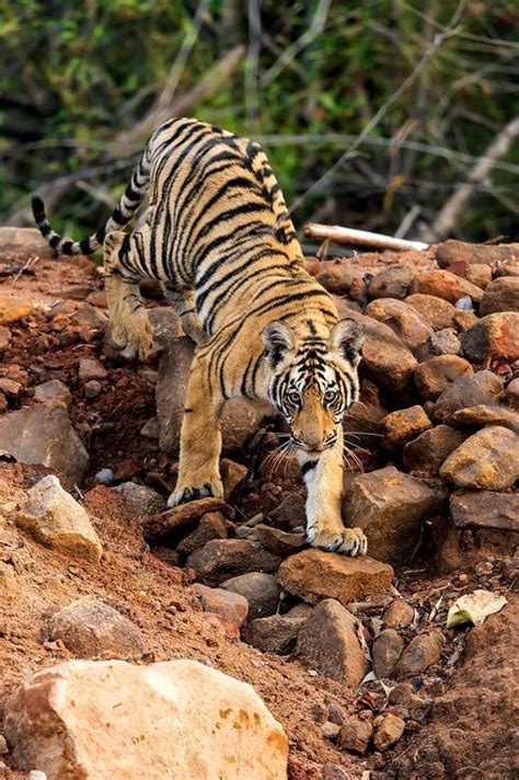 Tiger Cub Photo by Nimit Virdi — National Geographic Your Shot | Tiger pictures, Cute animal ...