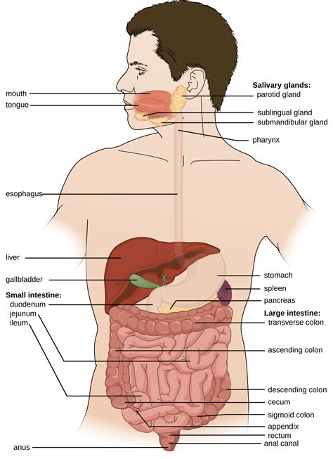 Human Body Digestive System Diagram - Digestive System Diagram Human Blank Outline Body Drawing ...