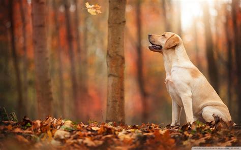 Autumn Dog Wallpapers - Wallpaper Cave