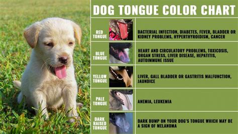 Dog Tongue - 10 Must Know Facts About The Dog's Health Checker - Petmoo