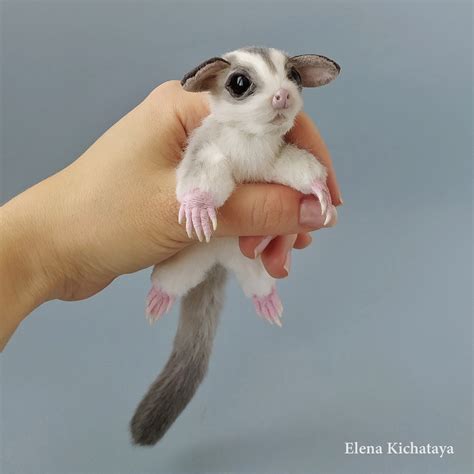 Sugar glider Flying Squirrel realistic stuffed toy made by | Etsy