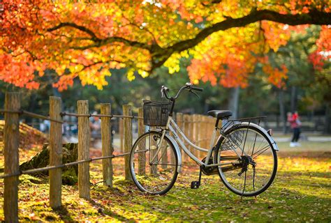 Japanese Autumn | Nara japan, Fall photos, Scenic