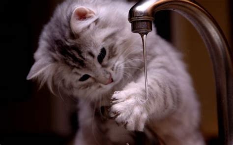 28 Cats That Actually Enjoy Water