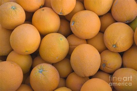 Navel Oranges Photograph by Inga Spence - Fine Art America