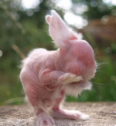 Hairless Animals That Are Barely Recognizable