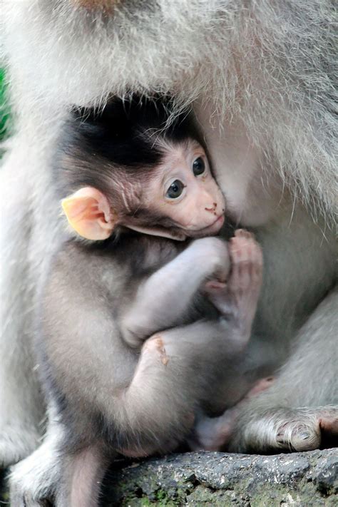 A baby Grey-haired, long-tail, macaque holding on to its mother. Sacred Monkey Forest Sanctuary ...