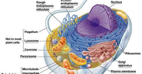 Pelajaran Biologi "Materi Tentang Sel": Gambar Sel Hewan Serta Bagiannya