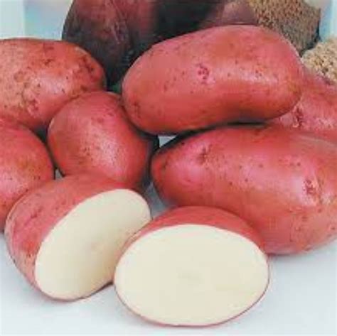 Potatoes, Red Type – 10 lbs. – Click Fork