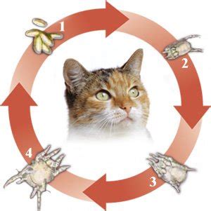 Cat Ear Mites Life Cycle