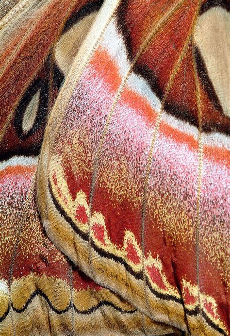 ECU of Large Atlas Moth Showing Wing Scales, Attacus atlas, Phillipines ...