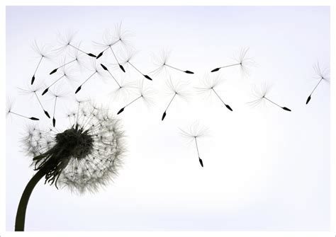 Blowing Dandelion Wallpaper (71+ images)