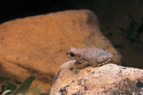 Red-spotted toads pop up in the driest of environments | Colorado Arts & Sciences Magazine ...