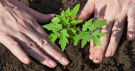 IFA's Guide to Planting Tomatoes Like a Pro | IFA's Blog