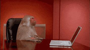 Shocked Monkey GIFs - Get the best GIF on GIPHY