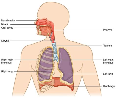 Respiratory System - Definition, Function and Parts | Biology Dictionary