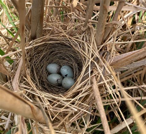 Red-winged Blackbird Nest.jpg | FWS.gov