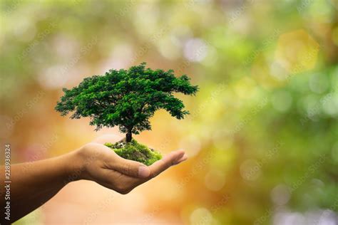 Human hands holding green plant over nature background.Saving world natural environment and ...