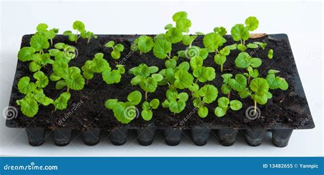 Geranium/ Pelargonium Seedlings Stock Image - Image of pelargoniums, geraniums: 13482655