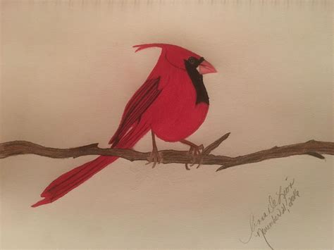 Drawing, Cardinal Bird | Bird drawing for kids, Bird drawings, Exotic pets