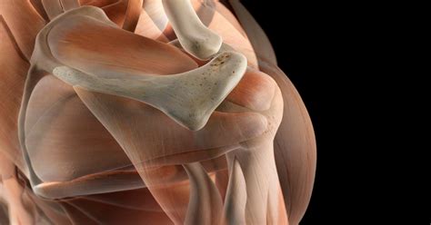 The Fundamental Concepts in Musculoskeletal Ultrasound - Imagex Medical