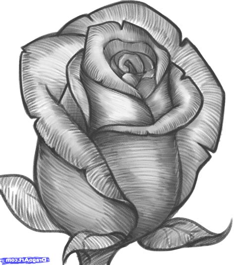 Rose Flower Sketch at PaintingValley.com | Explore collection of Rose ...