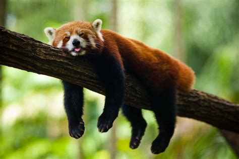 Funny & Cute Red Panda Images | Funny And Cute Animals