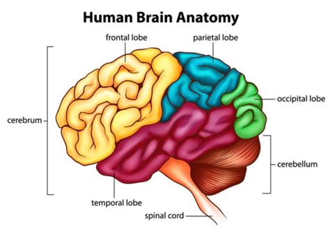 Episodic Memory - The Definitive Guide | Biology Dictionary