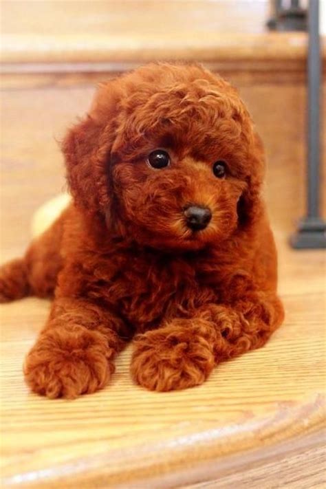 light brown toy poodle puppies for sale - So Delightful Blogs Photo Galery