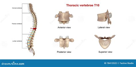 Thoracic vertebrae T10 stock illustration. Illustration of anatomy - 78412522