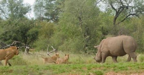 LION CHANNEL: Fight between lion and rhino caught in camera live