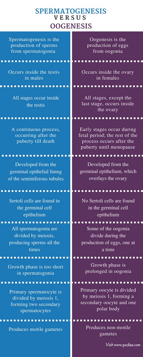 Difference Between Spermatogenesis and Oogenesis – Pediaa.Com
