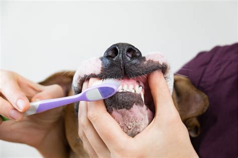 dog gums bleeding when brushing | Northgate Vet