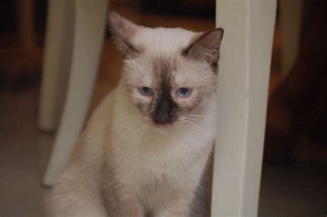 Siamese Or Persian – Which Cat Breed Is Right For You? – CatsInfo