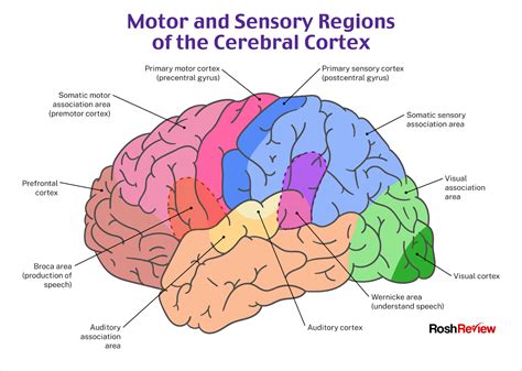 Motor and Sensory Regions of the Cerebral Cortex | Psychiatry, Nursing school survival, Cerebral ...