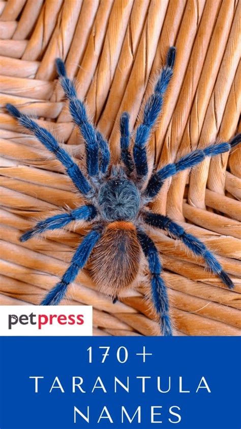 170+ Pet Tarantula Names - Best Name Ideas For Your Pet Tarantula