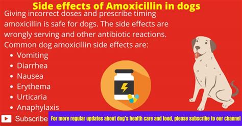 How much amoxicillin for dogs? Safe Amoxicillin Dosage