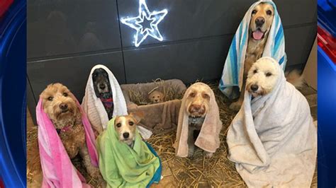 Dog groomer recreates Nativity scene using pooches -- and a puppy in the manger | Fox News ...