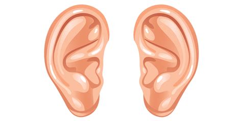 Cartoon Ears transparent PNG - StickPNG