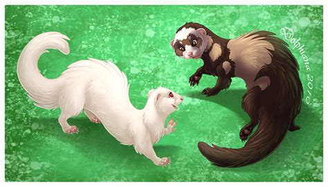 Playing Ferrets by DolphyDolphiana on DeviantArt