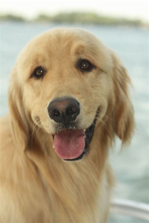 Summer will come. #Golden #Retriever | Golden retriever, Best dogs, Dog ...